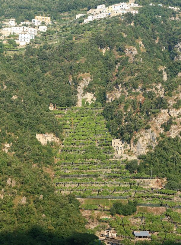 A lemon orchard on the Amalfi Coast